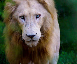 A Month of Freedom for the Tsau White Lion Pride