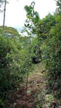 2.5 year old tree growing strong