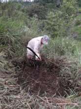 cleaning trees