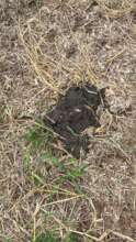 ugh when the cows get in the eat trees and poo