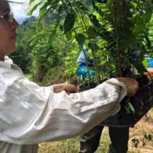 Tree delivery filled with biodiversity