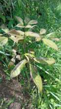 roble rosada tree