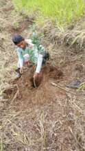 swaths for planting freshly prepared