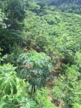 Growing healthy trees requires follow up labor