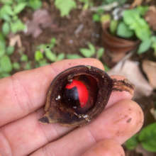 Rare nene seed or Cacique