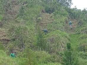 RECENT MAINTENANCE OF TREES ENTERING YEAR 3
