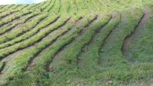 We have cleaned  4000 tiny trees In last 3 weeks