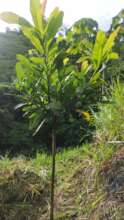 Clean tree entering Year 3
