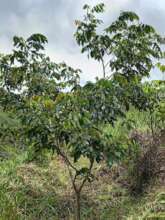 Follow up Care MAKES TREES GROW BIG AND STRONG