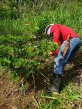 Paid Labor Insures GROWTH of  young trees