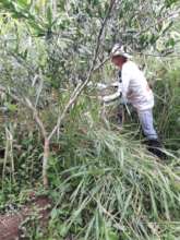 Growing trees requires hands on attention