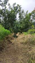 huge 2 year olds growing strong