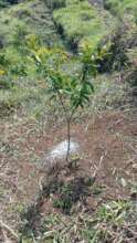 One year old baby trees