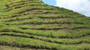 freshly cut swaths to liberate while also protect