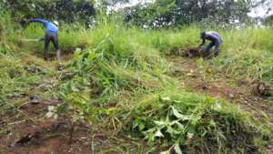 planting trees