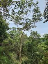 Tree Growing 3 full years-- enter year 4