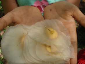 Rainforest seeds are gorgeous