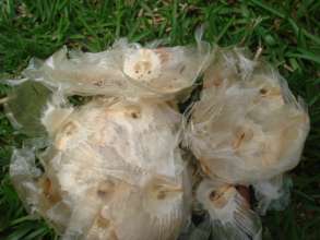 Beautiful manglillo seeds