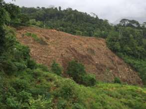 Before We planted the Trees on this hilldside