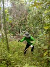 Growing big trees requires work