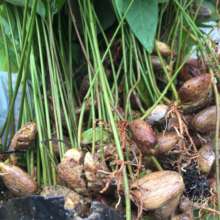 Baby MAMON CHINO Trees
