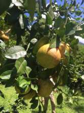 TREES give us Yummy food! Tropical Grapefruit