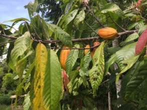 Cocoa Tree 5 years old Theobroma Cocoa