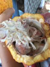 Inside a freshly harvested cocoa fruit. Delicious.