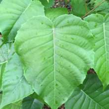 Heart shaped havillo trees for you!