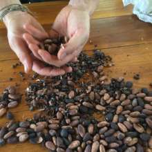 Toasted cocoa beans
