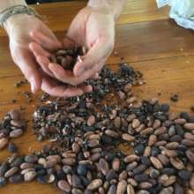COCOA or Chocolate seeds
