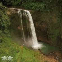 Trees recycle Water in huge quantities!