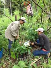 Maintaining trees is first priority