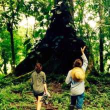 Paid labor changes paradigms and grows big trees!