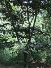 Looks and feels like a rainforest at Year 5