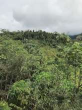 e grew this forest with your SUPPORT!!! Thank you!