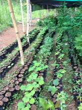 Baby trees need fertile dirt to make root balls