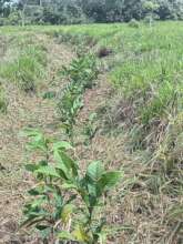 One year old baby trees