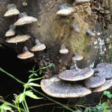 Mushroom regeneration under the trees