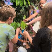TRANSPLANTING COCOA TREES