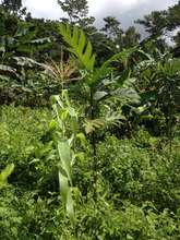 Breadfruit Tree Growing BIG