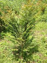 2 year old cherry wood tree