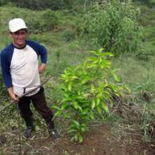 CHOPPING grasses is KEY to growing the TREES