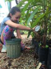 Adding fertile soil to tree bags for growth!