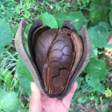 Rare h!ardwood tree seeds amaze us! Awe and WONDER