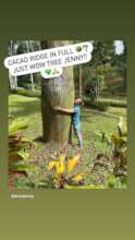 We grow our trees big anbd long term - 17 yrs. yay