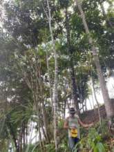 Jose measures 12 year old trees for CO2 capture