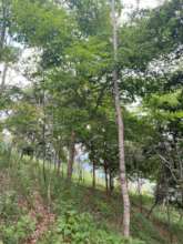 Good management equals  big trees