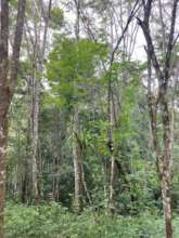 Mature Trees 16 years old