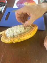 Cocoa fruit freshly harvested
